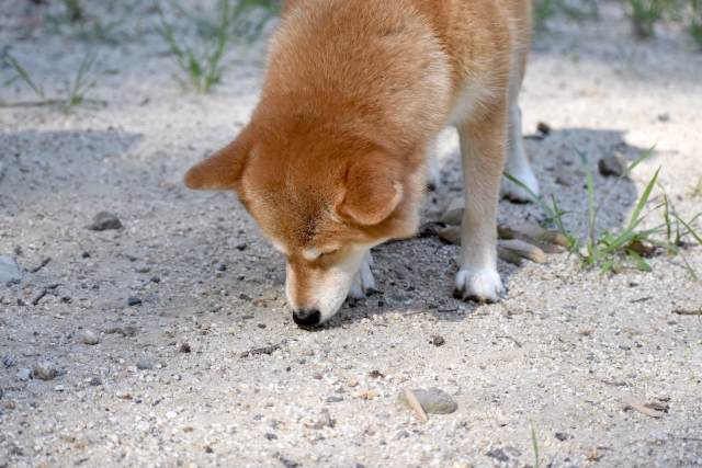 犬がにおいを嗅ぐのはなぜ?その理由と本能をわかりやすく解説【獣医師監修】 5 e765e3b492e6fafbbf0acdec699300e9