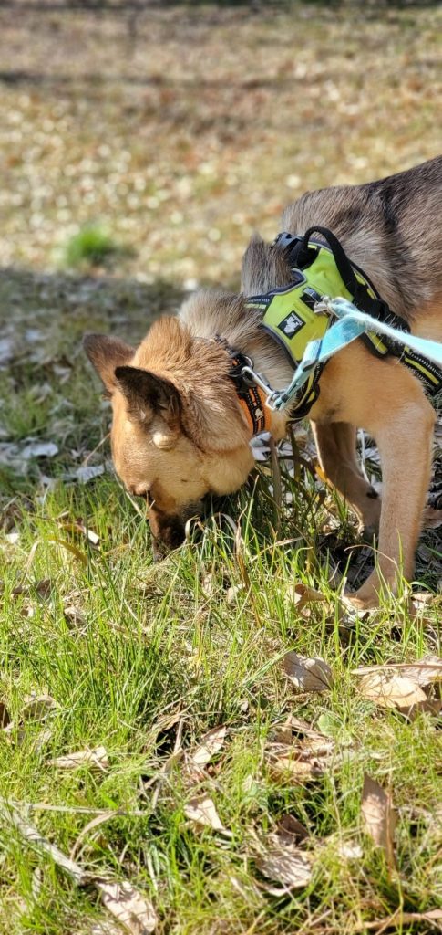 犬がにおいを嗅ぐのはなぜ?その理由と本能をわかりやすく解説【獣医師監修】 6 52f2a49835880caf4d72a38183150f01