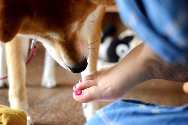 犬がにおいを嗅ぐのはなぜ?その理由と本能をわかりやすく解説【獣医師監修】 7 c5acefe7eb49258a2ecda3663df0f652