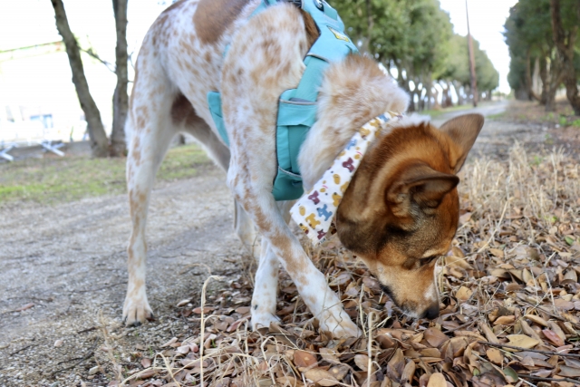 犬がにおいを嗅ぐのはなぜ?その理由と本能をわかりやすく解説【獣医師監修】 9 2b1ded0eea33f5a0fe771b34d38ee51e