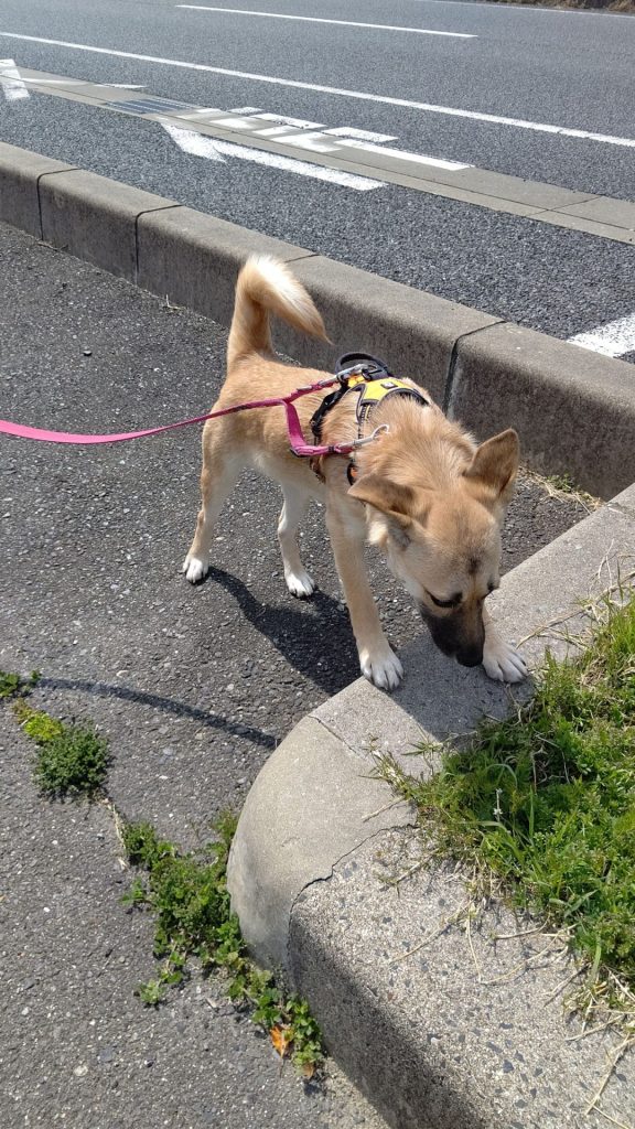 犬がにおいを嗅ぐのはなぜ?その理由と本能をわかりやすく解説【獣医師監修】 11 0f9c54f4178017d21d00db8012aca99d