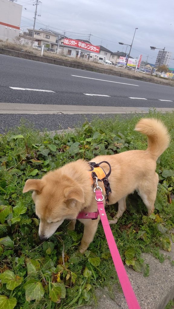 犬がにおいを嗅ぐのはなぜ?その理由と本能をわかりやすく解説【獣医師監修】 13 74d25374f1fee77757a8566f552a7f2a