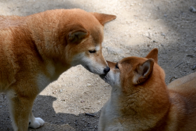 7c768fb04523f296ba19348191a3d9e6