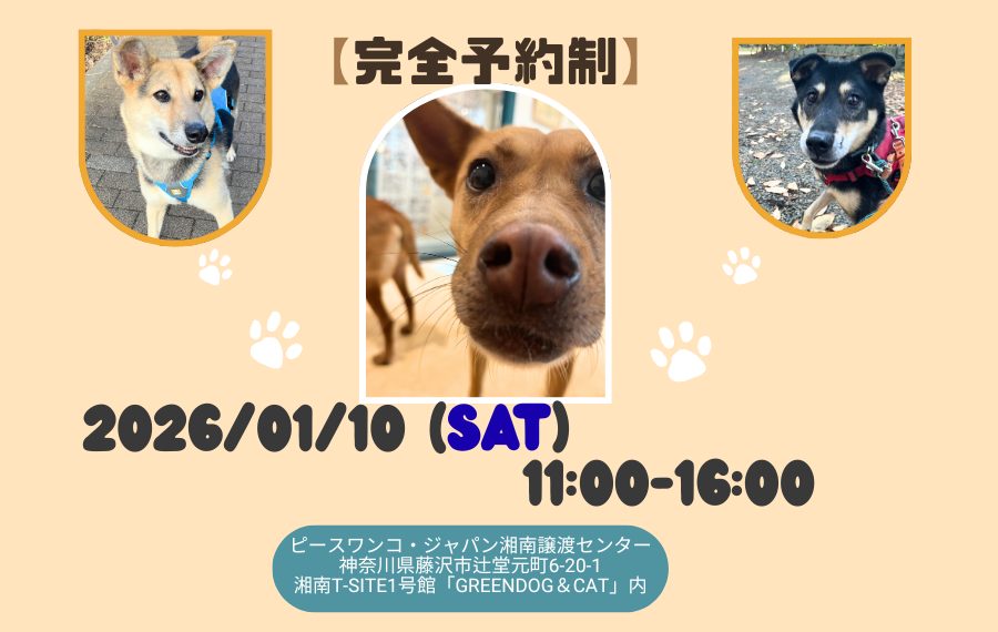 【ピースワンコのイベント】1/10(土)ピースワンコ2頭目おむかえ相談会※予約制(湘南譲渡センター) 12 95455935ba3090c0145043a46a444347