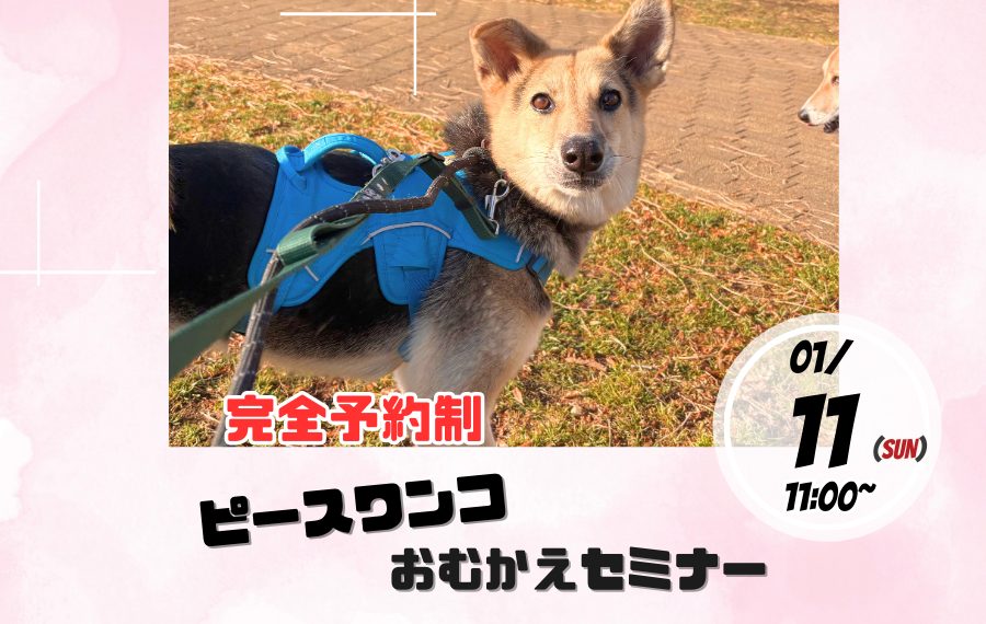 d52886ad3eefa400913659fdc529f0bc