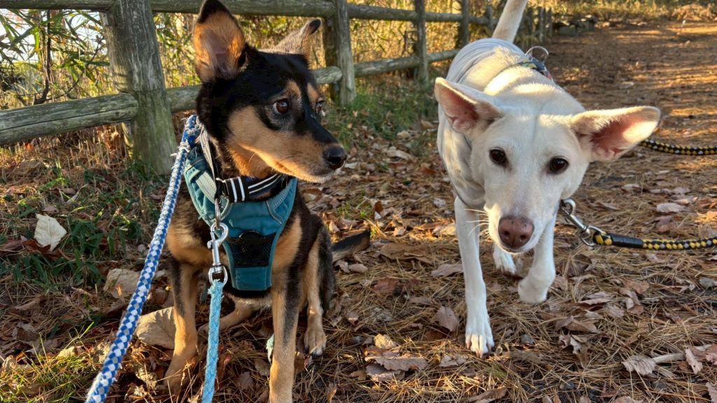 06ead89e9dedeecc61f99a03051fc0e3