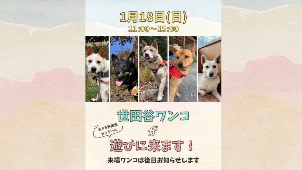 【ピースワンコのイベント】1/18(日)世田谷ワンコが遊びにきます!(あきる野譲渡センター) 5 d380f597fb47602addc3dc47f0d53716