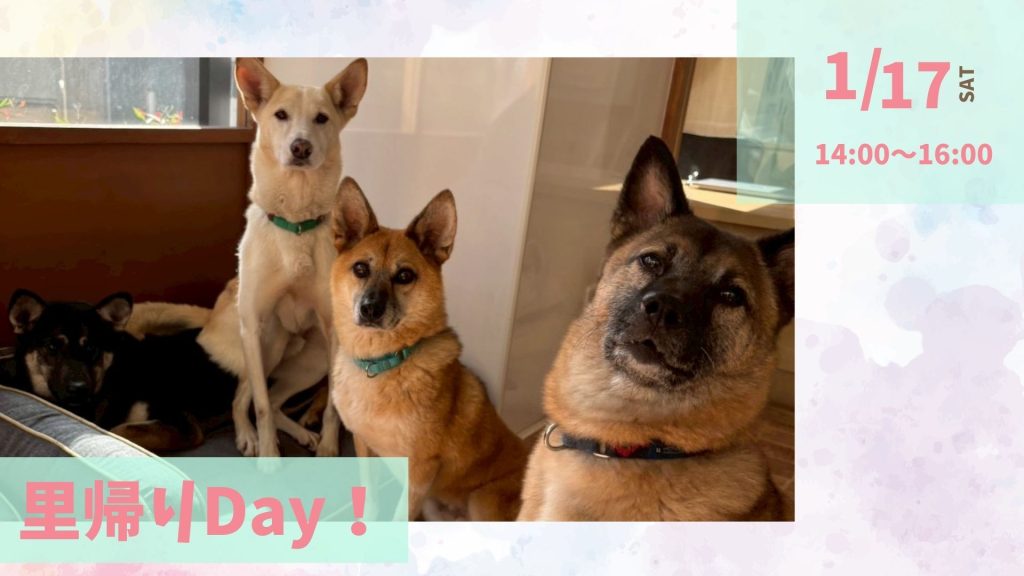 【ピースワンコのイベント】1/17(土)里帰りdayを開催(世田谷譲渡センター) 7 87f13ec78a3eb0c02c3bd421a617be2c