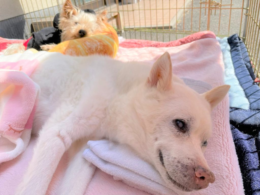 c4e8e167c03a1353a4a804b8cca742e7