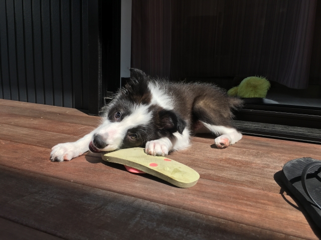 0980852a1f54839b7285401475e2421a