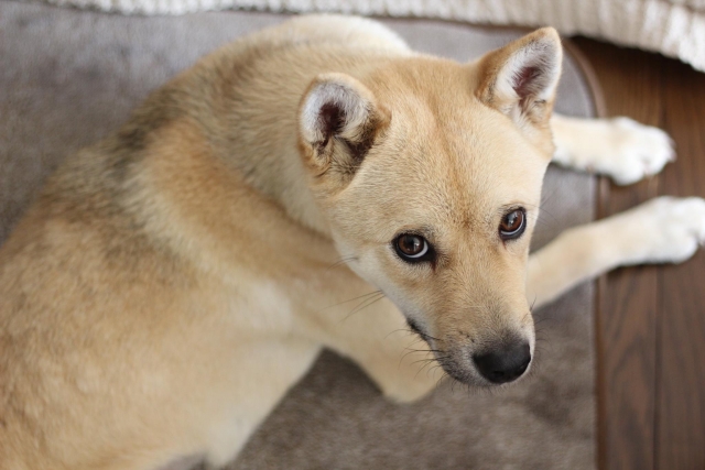 087eb26a8e162cf86b1a6fb95626ebe9