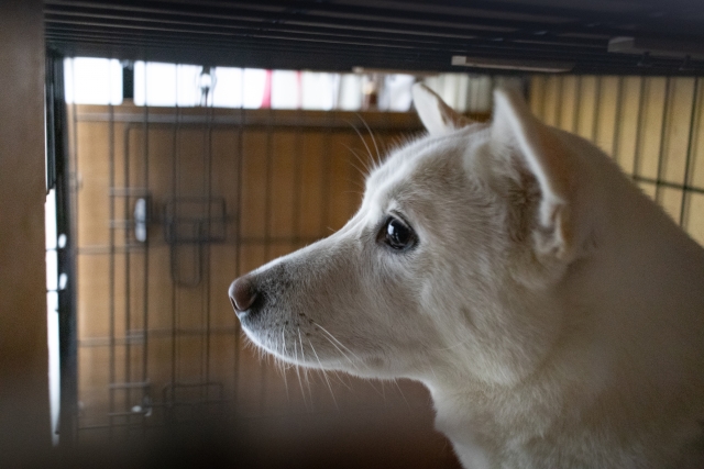 4f4f18e0d6e63dffac0d7897041bad20