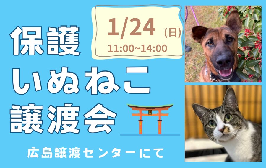 譲渡会・イベントのご案内 11 eyecatch 20