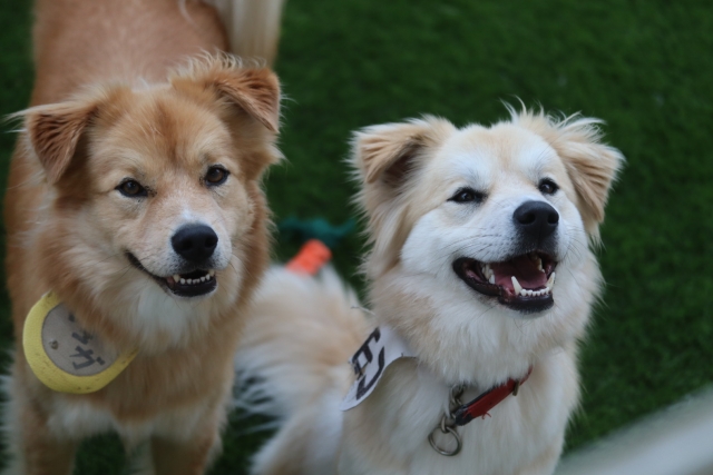 ccf3f07b8fdcd23e586118828832ba47 2