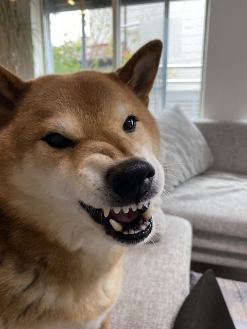 c6c08380ed1abecfa9f9e3fa9598fecf 1