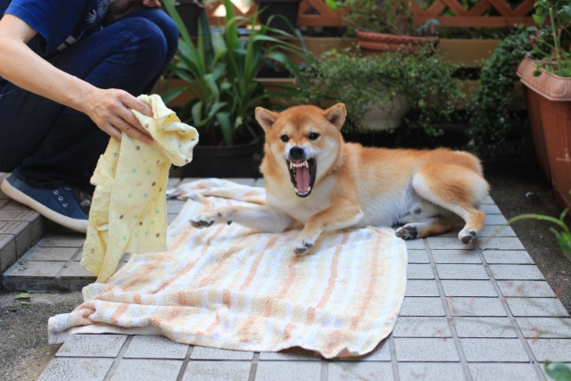 ab24a7533e702b9e272ea1e220571a98 1