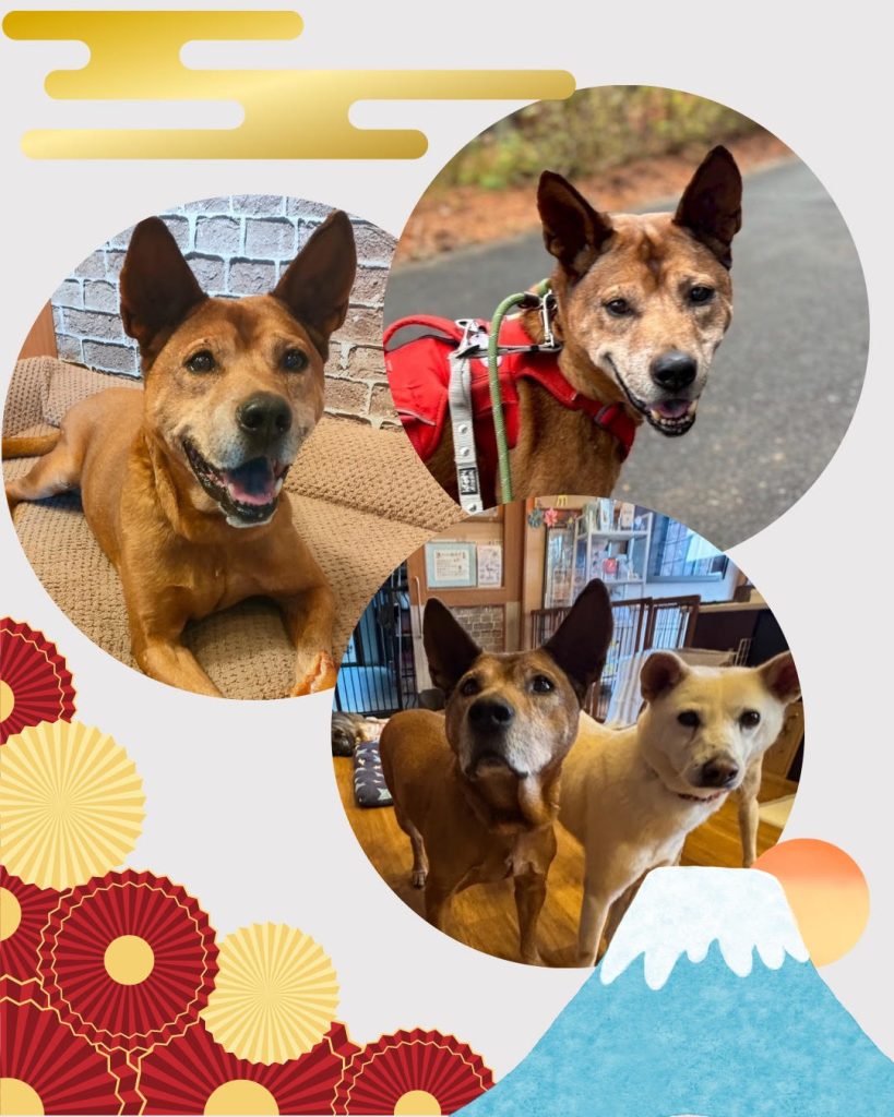 f866fcf8f11266e5829af2763d3ce9d4