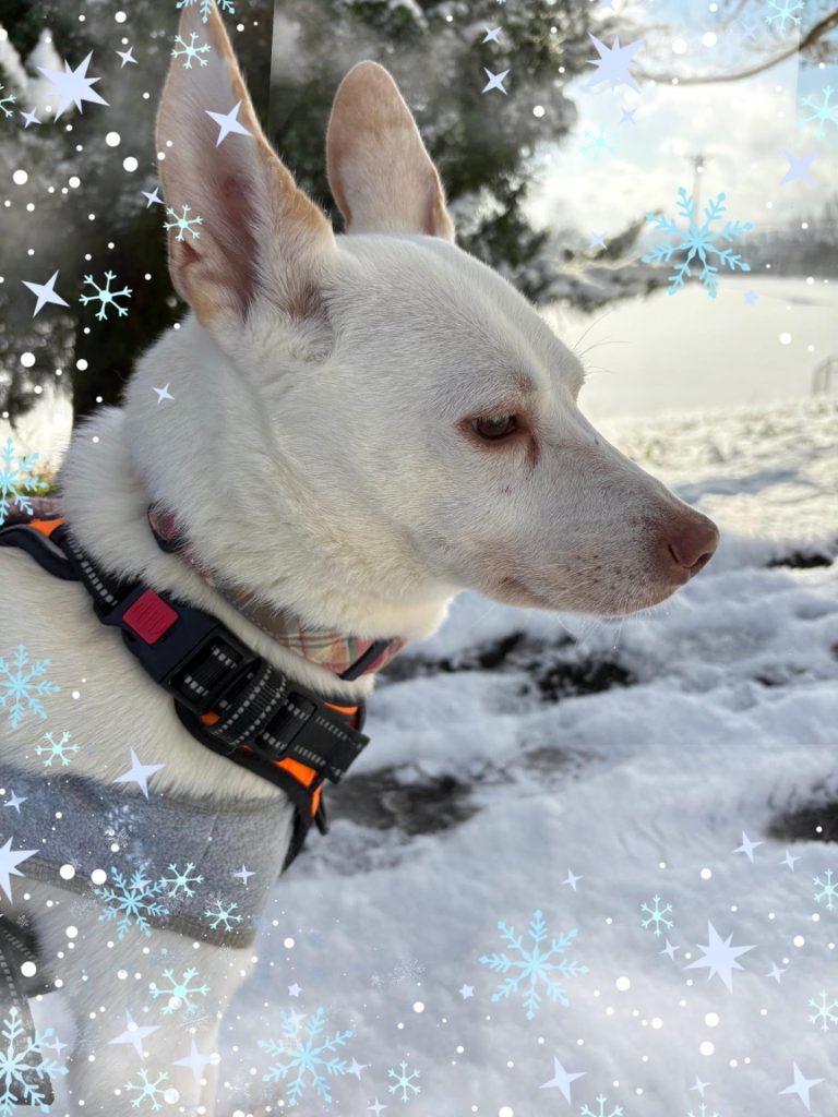 b0f10ac9717d121a71b093fb4abd8b5a 1