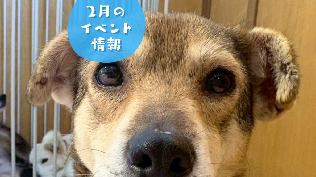 【ピースワンコのイベント】2月のイベント情報(福岡譲渡センター) 2 0a3ca637c2a28c548bb21c859512671d