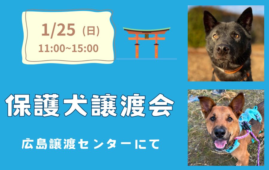 【ピースワンコの譲渡会】1/25(日)「保護犬譲渡会」開催(広島譲渡センター) 3 eyecatch 2 1