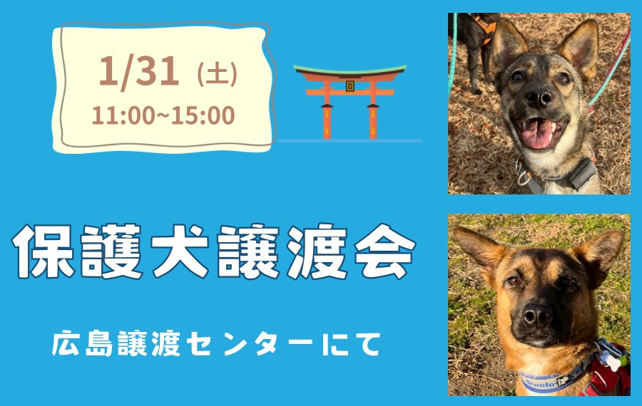 【ピースワンコの譲渡会】1/31(土)「保護犬譲渡会」開催(広島譲渡センター) 1 eyecatch 1