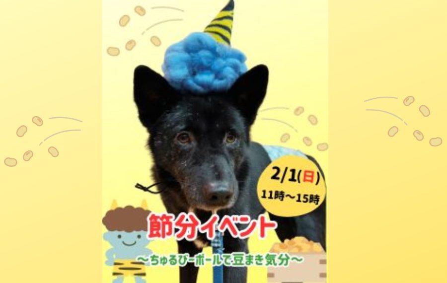 【ピースワンコのイベント】2/1(日)「節分イベント~ちゅるびーボールで豆まき気分~」を開催(岡山譲渡センター) 3 f36e483db9d8f48fed7c5f78d065832f