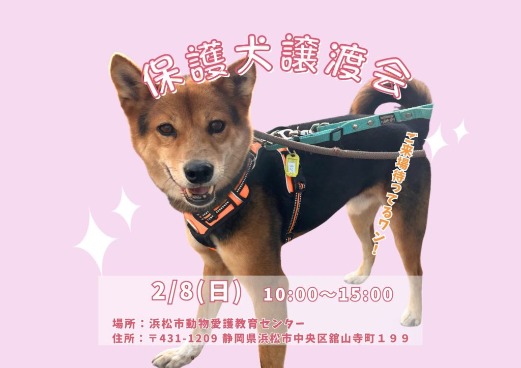 【ピースワンコの譲渡会】2/8(日)「保護犬譲渡会」を開催(静岡/浜松市) 2 483c6653d42e8a12413f6c974a2348fc