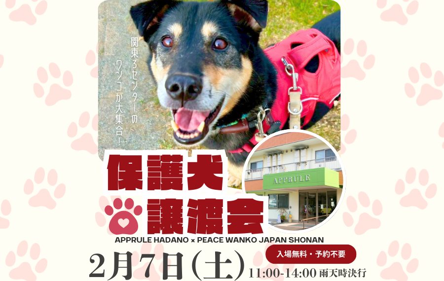 【ピースワンコの譲渡会】2/7(土)「保護犬譲渡会@アプルール秦野」を開催(神奈川/秦野市) 2 6993a89ec41b22ba1dc5ca9544ad66ad