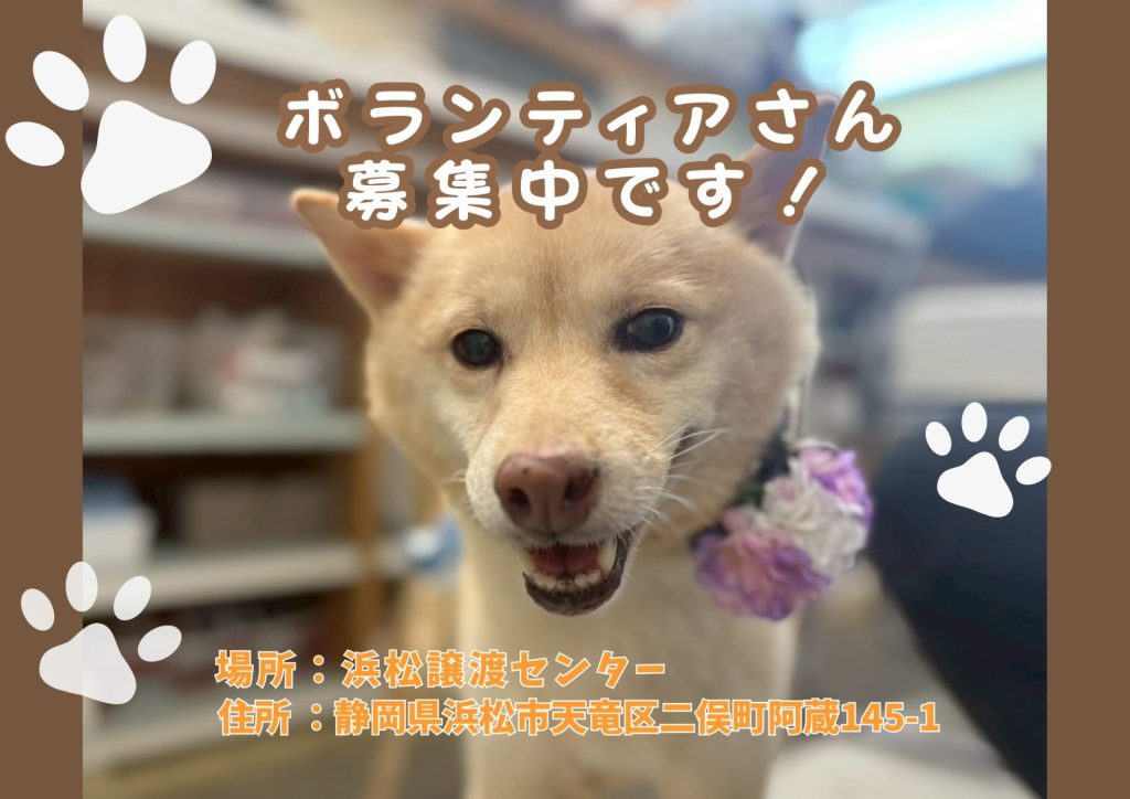 【ピースワンコのイベント】2/8㈰.2/15㈰.2/19㈭.2/22㈰「ボランティア説明会」開催(浜松譲渡センター) 1 83b9b36763c14d46666c11821f663659