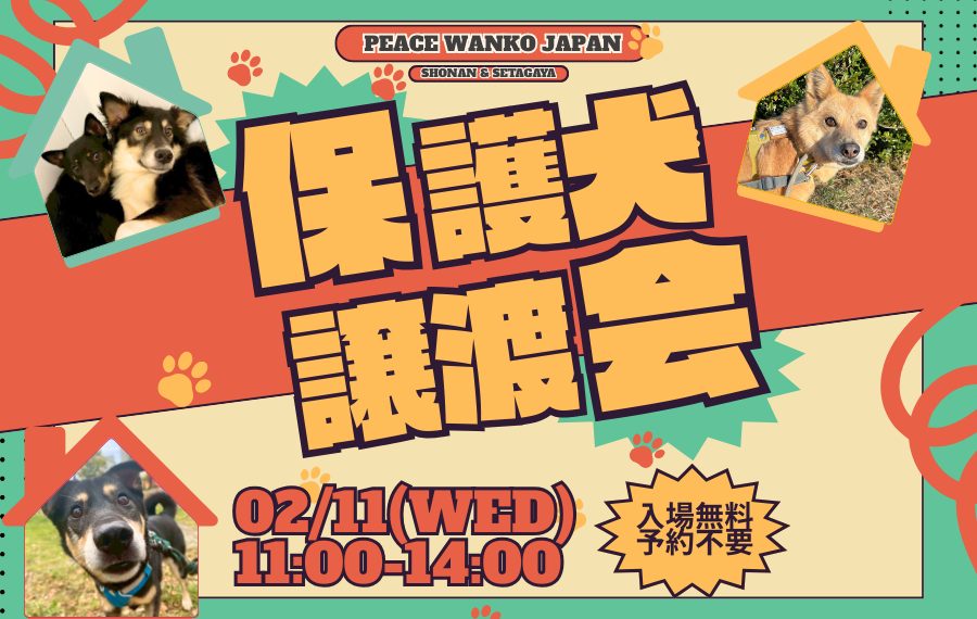 【ピースワンコの譲渡会】2/11(水祝)「TVKハウジングプラザプラザ藤沢保護犬譲渡会」開催(神奈川県藤沢市) 1 6 2 1