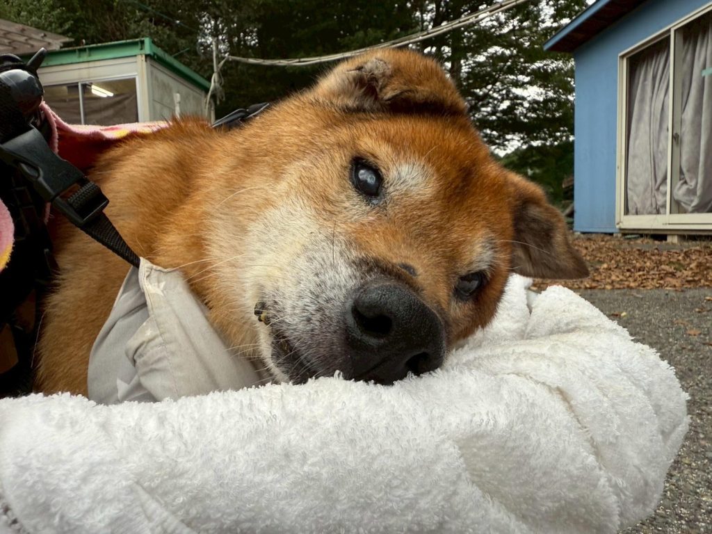 ☆彡ワンだふるファミリーからの近況報告:2026年1月29日(木曜日) 2 4c2034e548af261e721867cf15c4373b