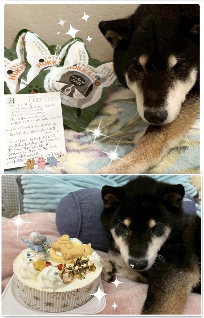 ☆彡ワンだふるファミリーからの近況報告:2026年1月29日(木曜日) 3 d7232931373fbefe85264959388eb1e7