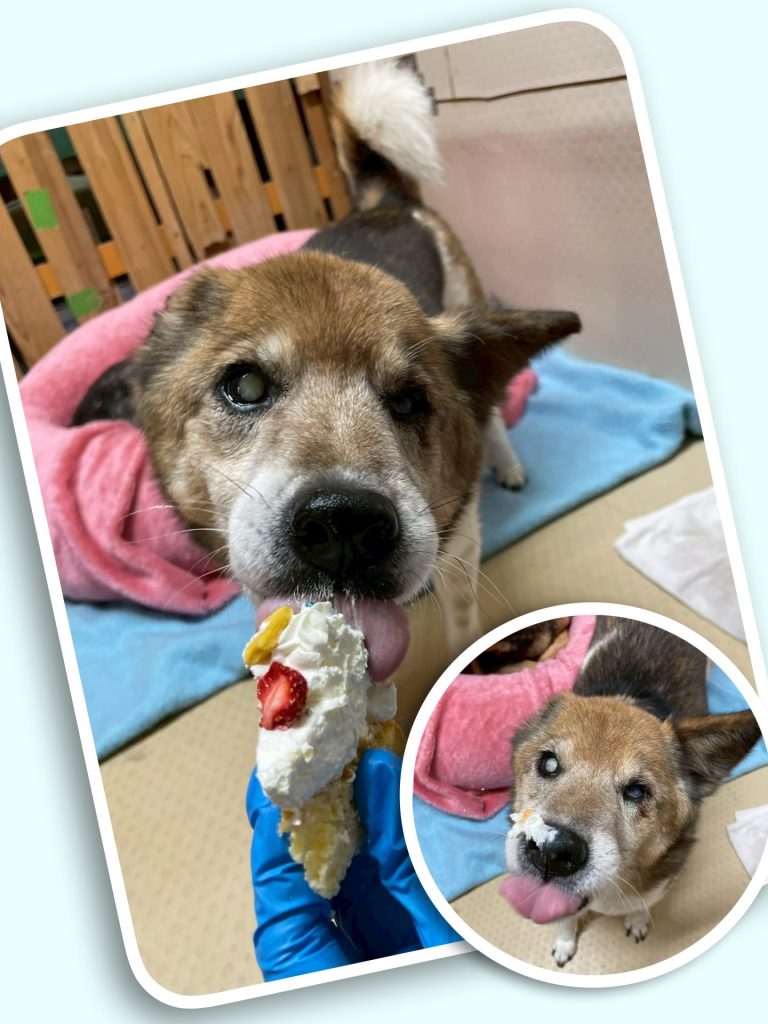 ☆彡ワンだふるファミリーからの近況報告:2026年1月29日(木曜日) 4 4b7148a700dde219b688ede98e2845e0