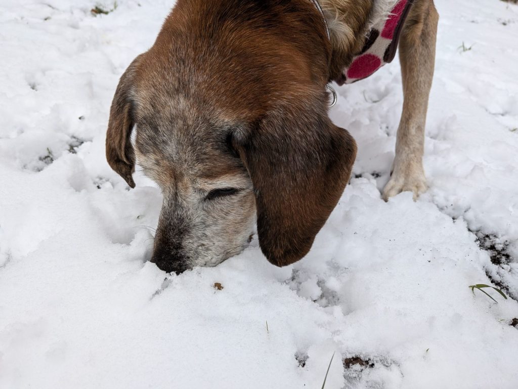 ☆彡ワンだふるファミリーからの近況報告:2026年1月29日(木曜日) 6 c484aac1c84ea903815092d842dcb82b