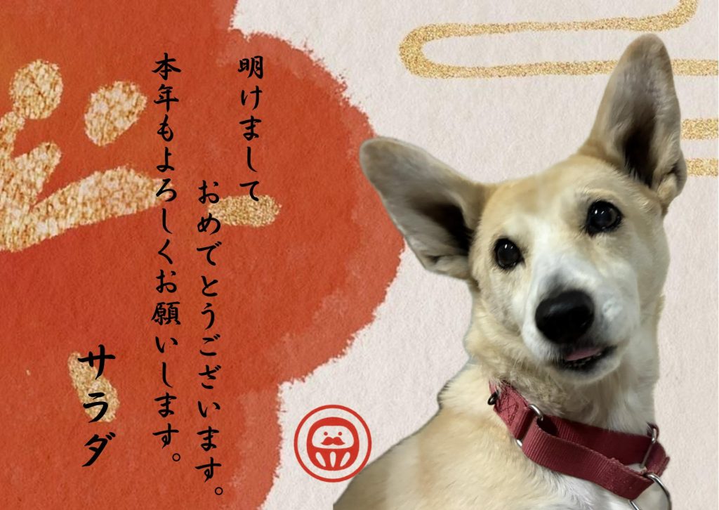 ☆彡ワンだふるファミリーからの近況報告:2026年1月29日(木曜日) 7 c0ca816c9b873815238b09e5be0a3176