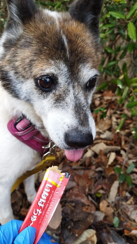 ☆彡ワンだふるファミリーからの近況報告:2026年1月29日(木曜日) 9 f359235cbb9fe739bbcf8f3b57a5c63b