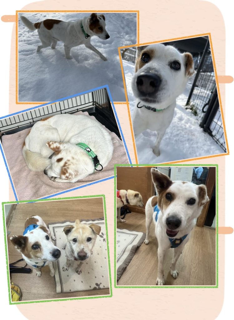 ☆彡ワンだふるファミリーからの近況報告:2026年1月29日(木曜日) 11 210da2cf24892a8575697fed6df1077f