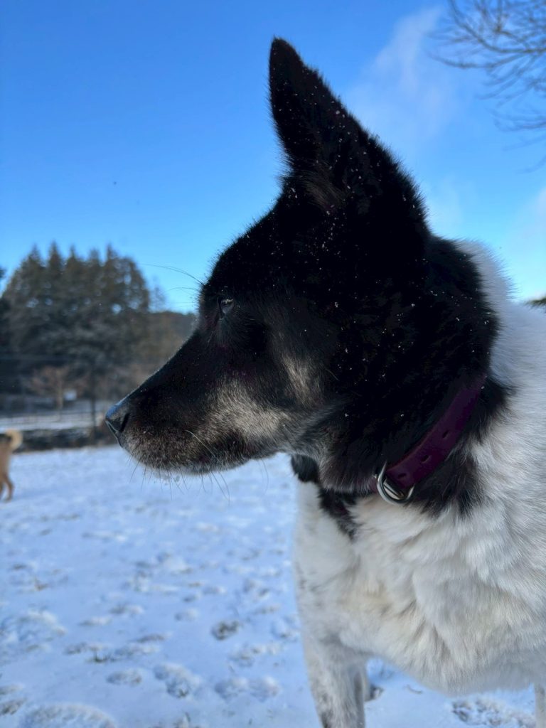 ☆彡ワンだふるファミリーからの近況報告:2026年1月29日(木曜日) 12 5bed7e27c36fcf6e7b8f9f153663b57d