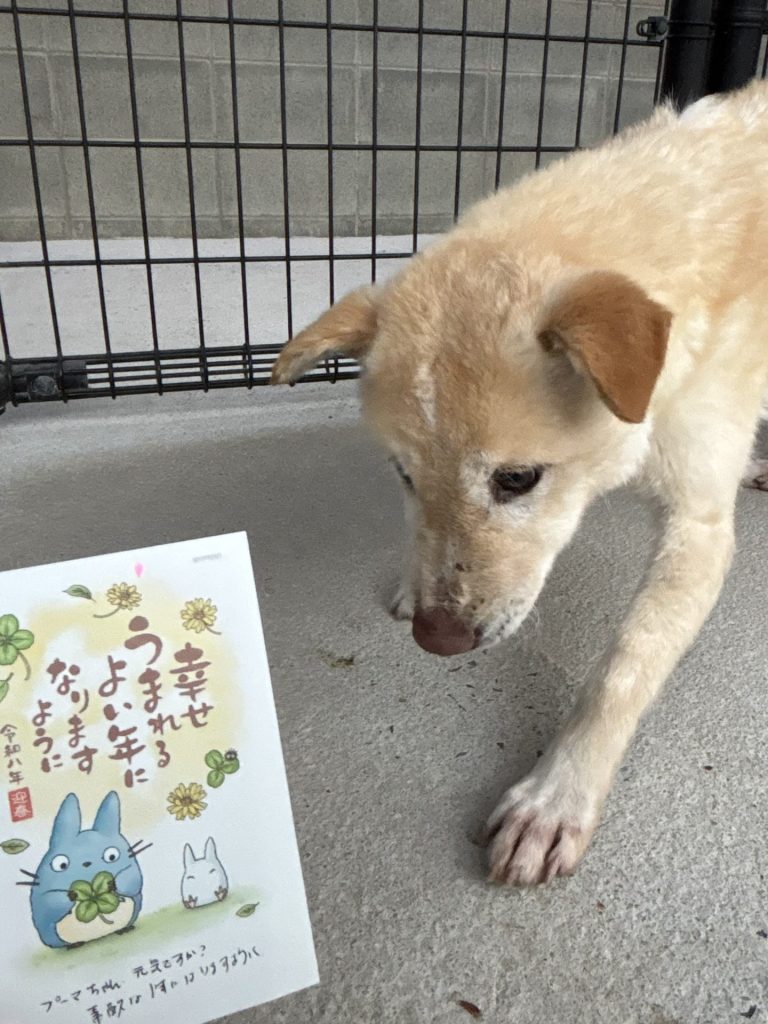 ☆彡ワンだふるファミリーからの近況報告:2026年1月29日(木曜日) 14 50ab058e65d6a4879b96e3c3a53dbcc5