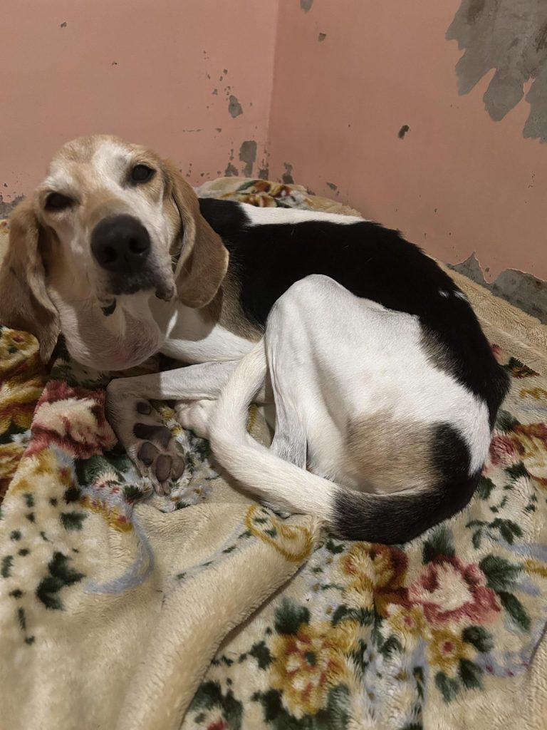 ☆彡ワンだふるファミリーからの近況報告:2026年1月29日(木曜日) 15 e4f3e565e0f2dc5c990d3196540fdd41