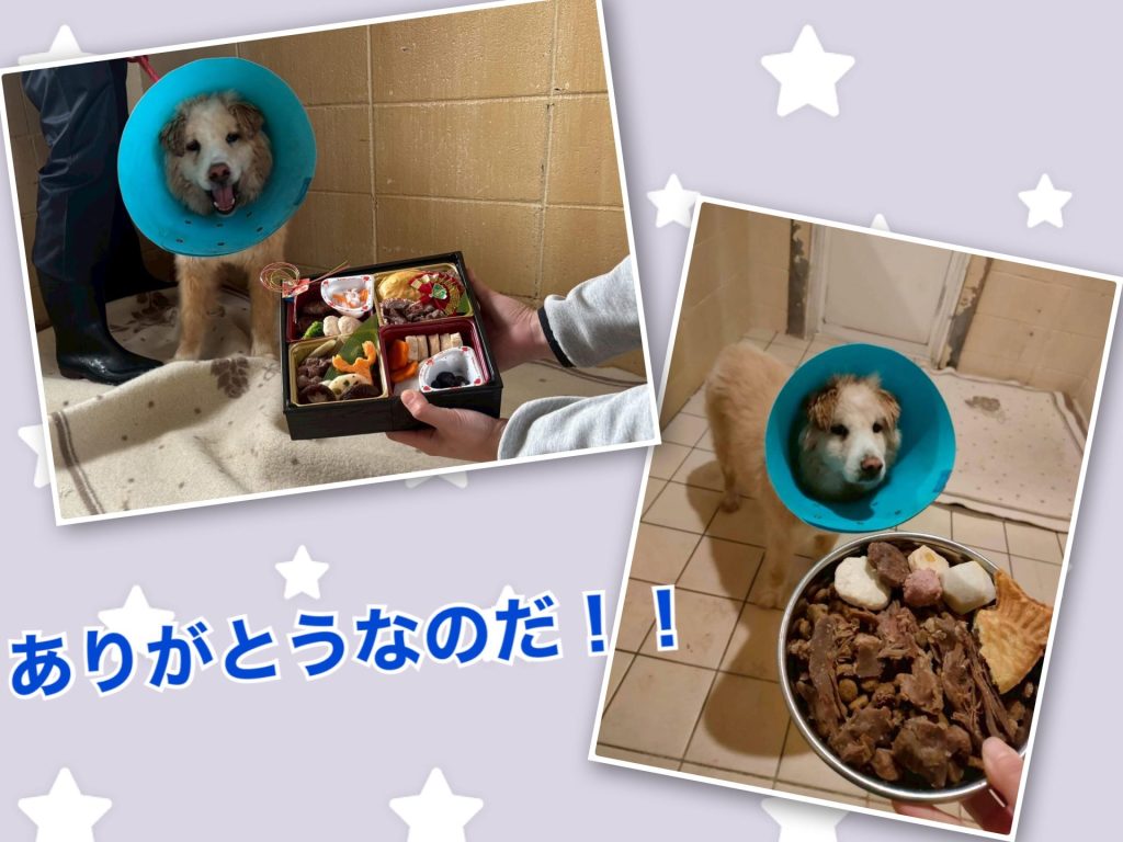 ☆彡ワンだふるファミリーからの近況報告:2026年1月29日(木曜日) 17 e1dd36fba19a47b56d9fe46b1dc4fb1f