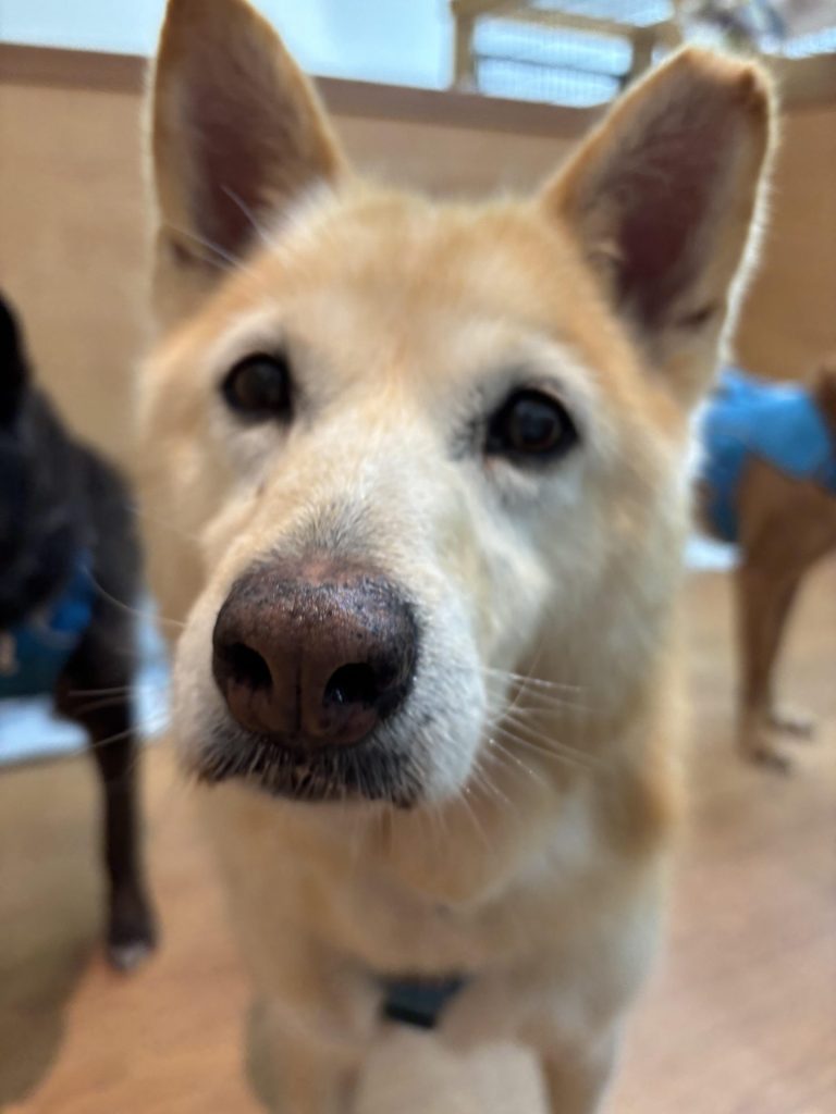 ☆彡ワンだふるファミリーからの近況報告:2026年1月29日(木曜日) 20 eb7da564b15c8ab8d1081f5d8018f950