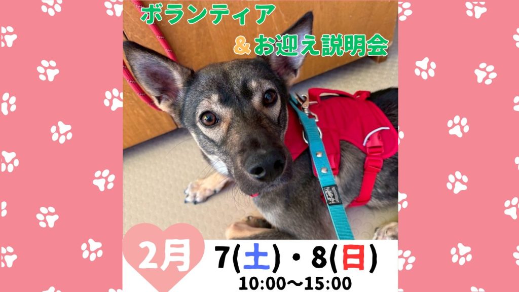 譲渡会・イベントのご案内 3 4710079729d19f152a19c663b84980bf 1