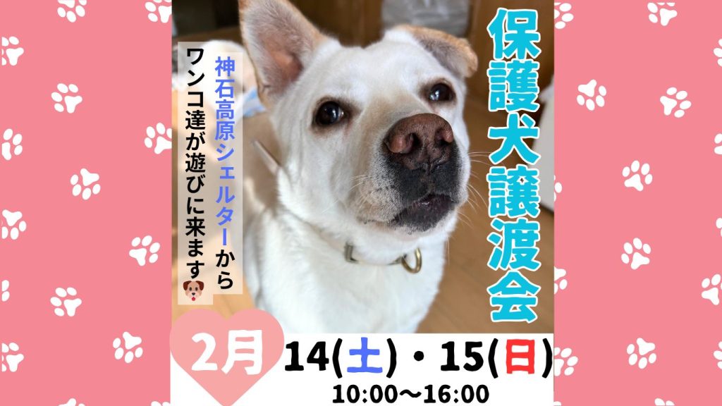 譲渡会・イベントのご案内 3 9874abebc87c97a8241c96bf6e5f47b8