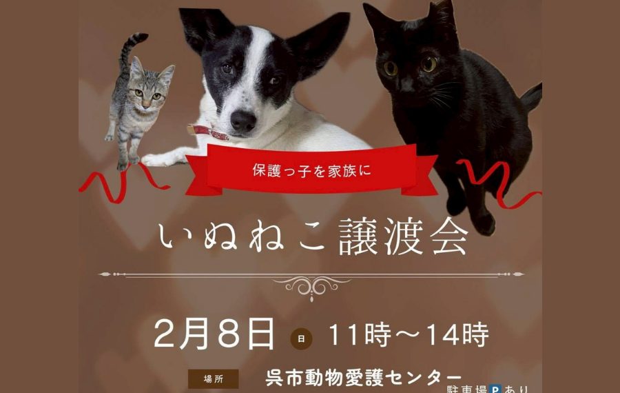 譲渡会・イベントのご案内 6 1 4 1