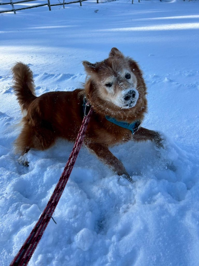 ワンだふるファミリーからの近況報告:2026年1月31日(土曜日) 2 ed515d72354f48c82636ea2b19f7c45c