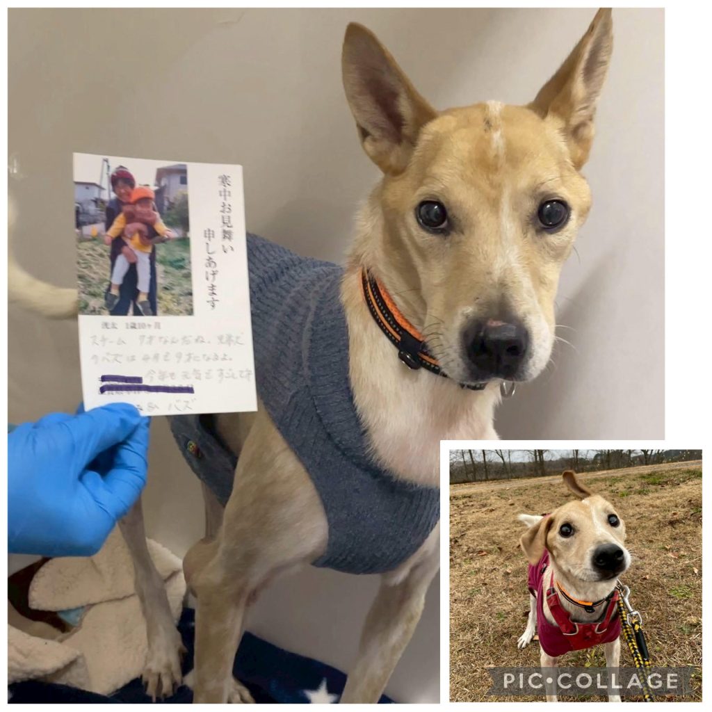 ワンだふるファミリーからの近況報告:2026年1月31日(土曜日) 3 7d1f122b6328854c91baf26e858ba2e5