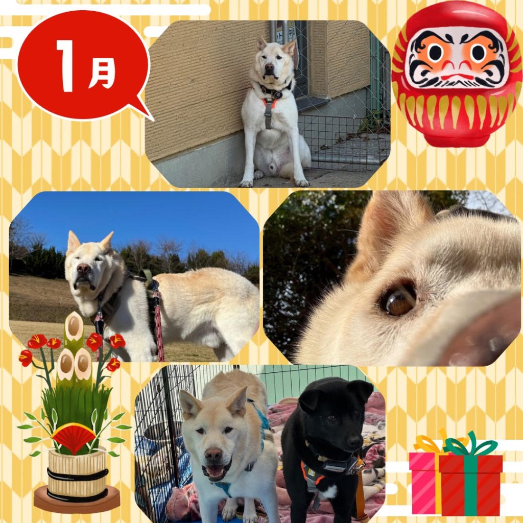 ワンだふるファミリーからの近況報告:2026年1月31日(土曜日) 5 4a6b48853ae71a82ad63d3d82fc1f9af