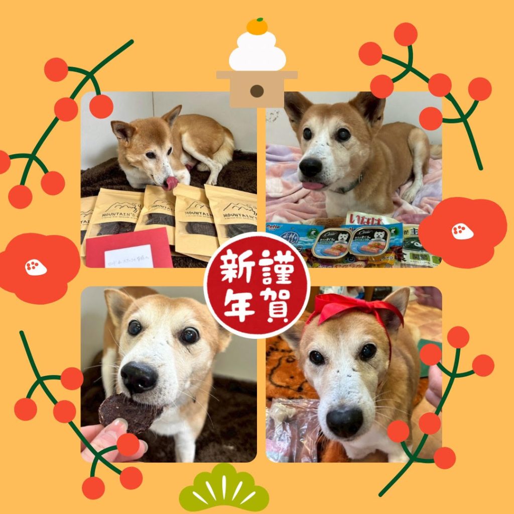 ワンだふるファミリーからの近況報告:2026年1月31日(土曜日) 6 2f36528f22d2f5cb92ad897b24b393c3