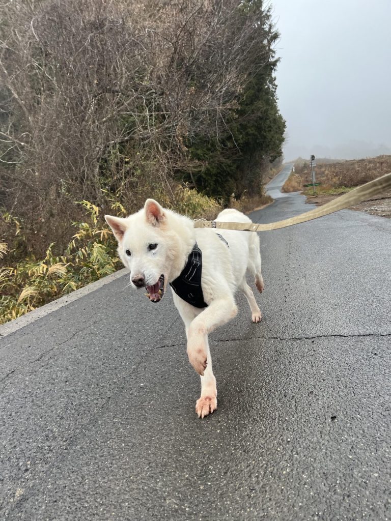 ワンだふるファミリーからの近況報告:2026年1月31日(土曜日) 7 a979f8638c437a458d5a49abd9a6d310